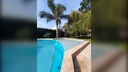 Araucanos_7.webp