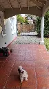 Acacias (5).webp